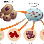 Serum tế bào gốc là gì? Cách sử dụng tế bào gốc đúng cách 