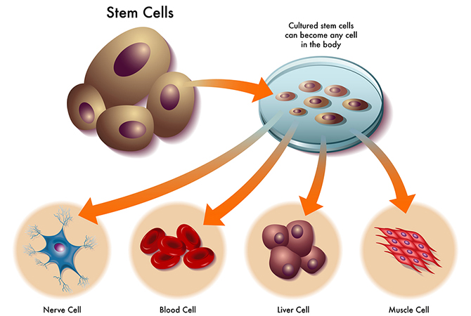Serum tế bào gốc là gì? Cách sử dụng tế bào gốc đúng cách